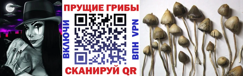 кракен как зайти  где можно купить наркотик  Безенчук  Галлюциногенные грибы Psilocybe 